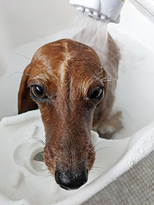 マイクロバブル